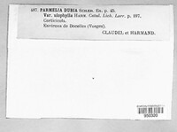 Image of Physcia dubia